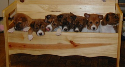 basenji gilchrist