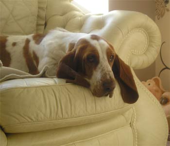 bassethound barlow