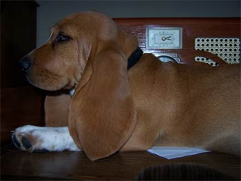 bassethound marilyn