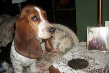 bassethound tipton