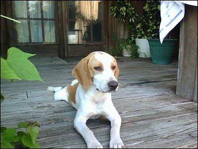 beagleharrier jamie