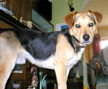 beagleharrier perry