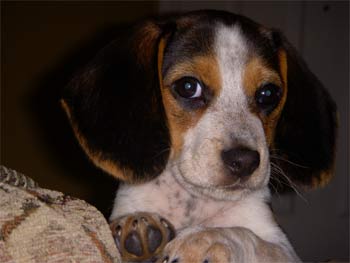 beagle aguilar