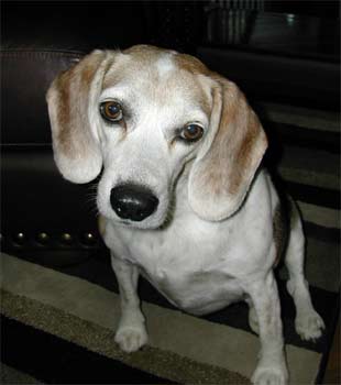 beagle coulson