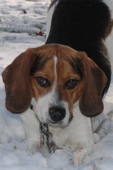 beagle dimetro