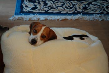 beagle machnacki