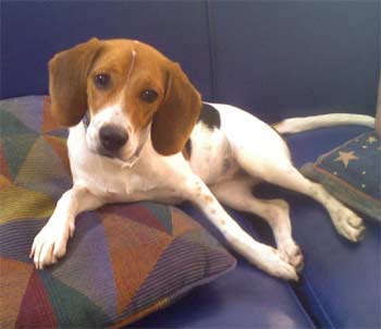 beagle ramirez
