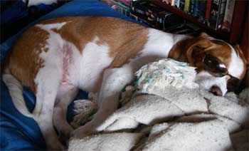 beaglier moraga