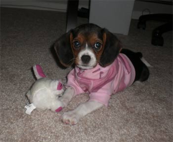 beaglier strell
