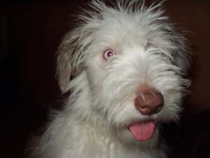 beardedcollie eddie