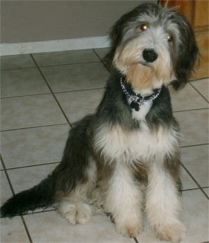 beardedcollie gustafson
