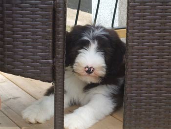 beardedcollie white2