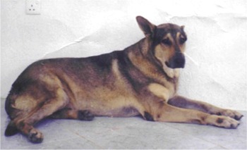 belgianmalinois fatma