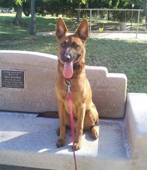 belgianmalinois johnson
