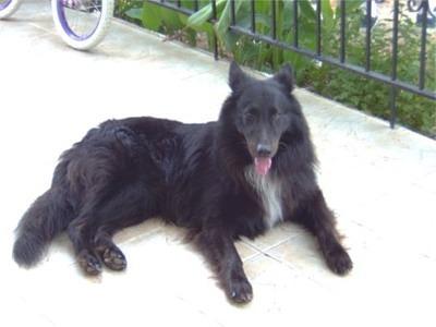 belgiansheepdog noltsis