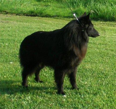 beligansheepdog turansky2