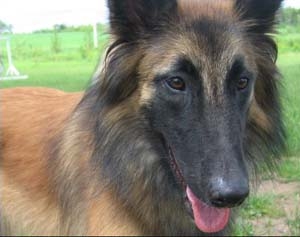 belgiantervuren critchley
