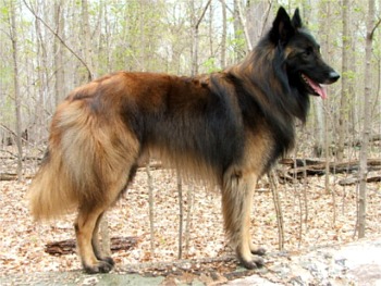 belgiantervuren p001