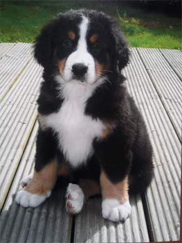 bernesemountaindog beattie