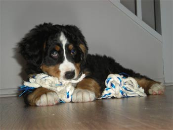 bernesemountaindog evequoz