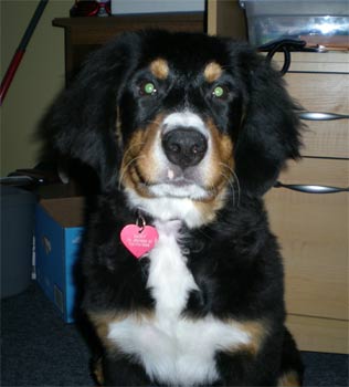 bernesemountaindog hampton2