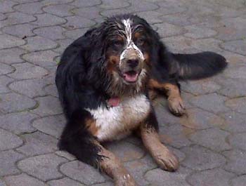 bernesemountaindog winter2