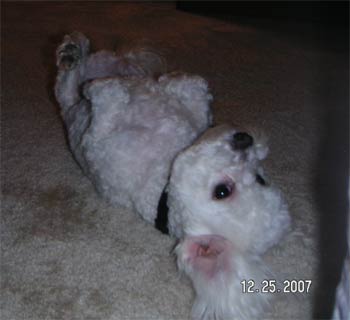 bichonfrise grimes