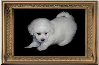 bichonfrise valdez