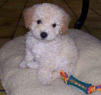 bichpoo allenliz