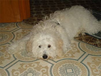 bichpoo arabczuk