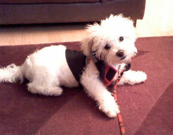 bichpoo campbell