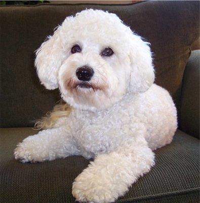 bichpoo litchfield
