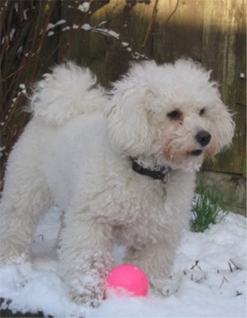 bichpoo nicholson