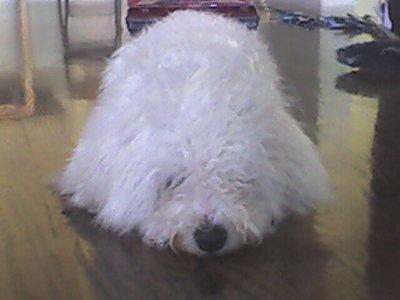 bichpoo pirez