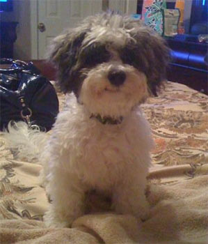 bichpoo west