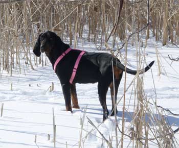 blackandtancoonhound slaughter