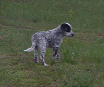 bluetickcoonhound taber