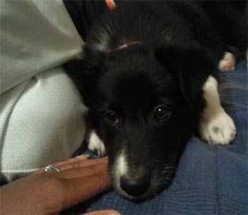 bordercollie burton