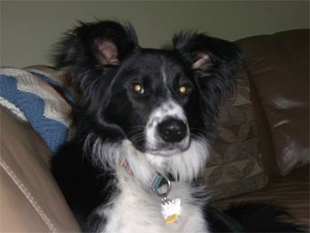 bordercollie dilley