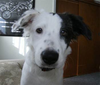 bordercollie jacobia