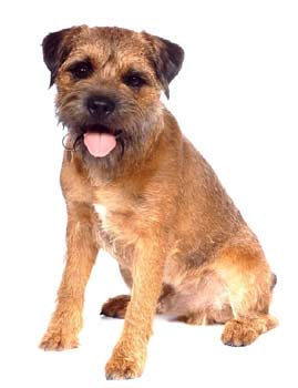 borderterrier billp