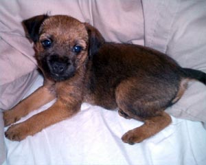 borderterrier jayne