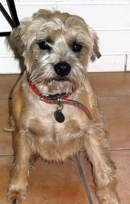 borderterrier nicol
