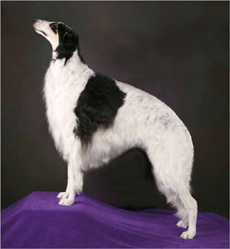 borzoi carey