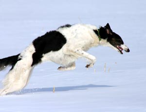 borzoi franz