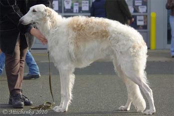 borzoi marcela