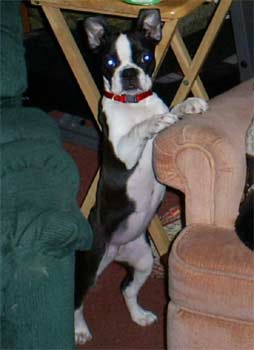 bostonterrier bomez