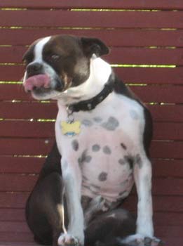 bostonterrier cook
