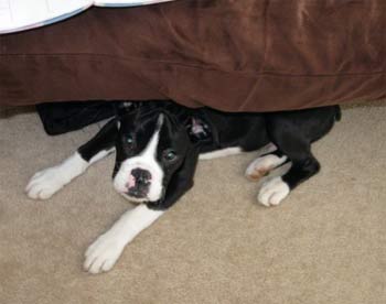 boxer alfredo