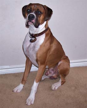 boxer beard